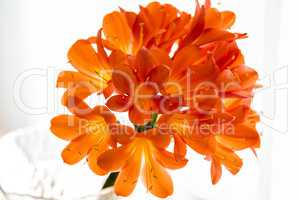 Bunch of orange lilly flowers closeup.