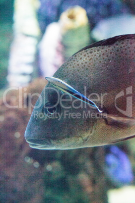 Bluestreak cleaner wrasse Labroides dimidiatus