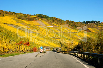 Weinberge bei Kröv