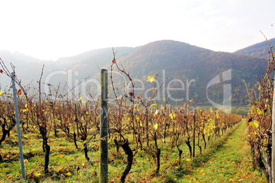 herbstlicher Weinberg bei Enkirch an der Mosel