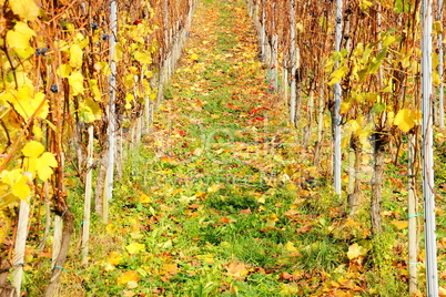 herbstlicher Weinberg bei Enkirch an der Mosel