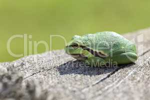 Europäische Laubfrosch - Hyla arborea