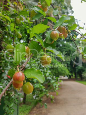 Green Acerola, after rain on the tree