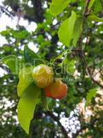 Green acerolas hanging on the branch in summer day