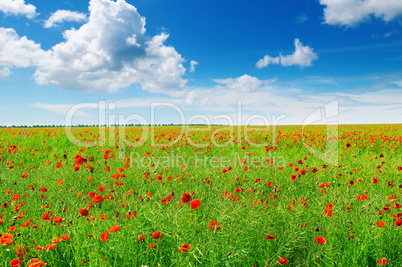 wild poppies and blue sky