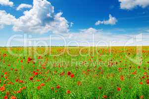 wild poppies and blue sky