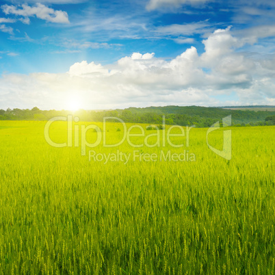 field and sunrise in the blue sky