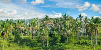 Tropical palm trees and blue sky