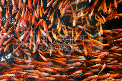 Flock of red fish