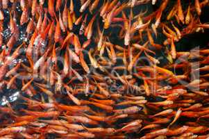 Flock of red fish