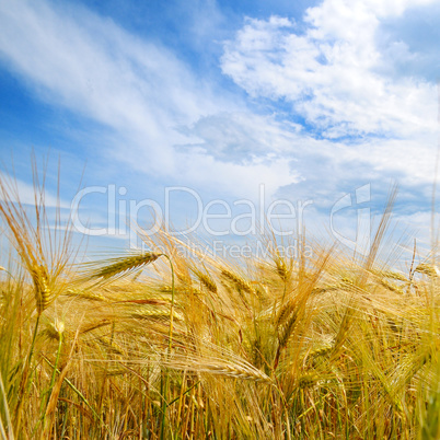 field with ripe ears of wheat and blue sky