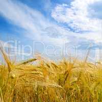 field with ripe ears of wheat and blue sky