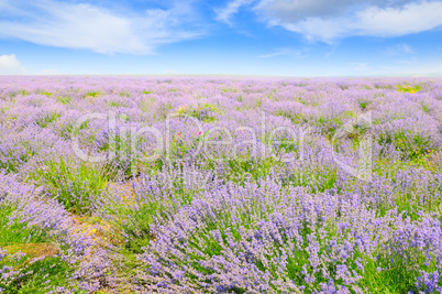 lavender field and blue sky