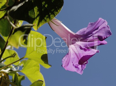 vilolette Blüte von Hibiskus