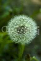 pusteblume