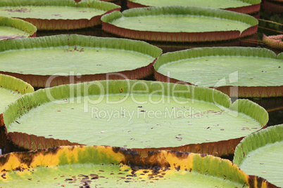 Victoria amazonica   (victoria amazonica)