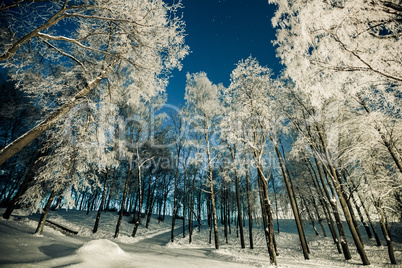 Winter time, white forest day and night steel trees