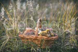 edible wild mushrooms in a brown wicker basket