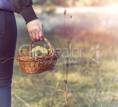 basket with forest mushrooms in a female hand