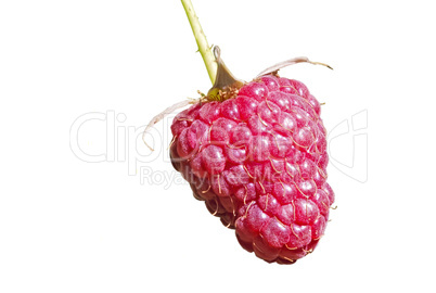 Berry raspberry on white background.