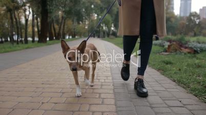 Cute puppy with owner walking in autumn park