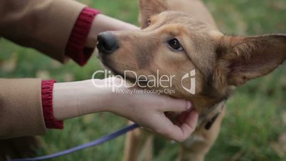 Females hands stroking cute puppy outdoors
