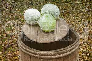 Oak barrel and cabbage on a background of autumn leaves.