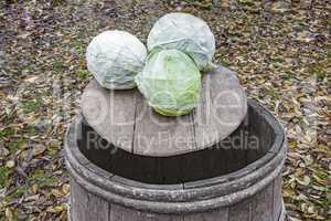Oak barrel and cabbage on a background of autumn leaves.