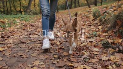 Cute pooch puppy with her owner in autumn park