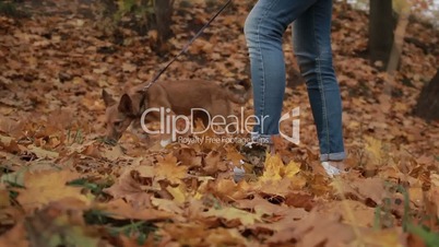 Hipster girl taking dog for walk in autumn