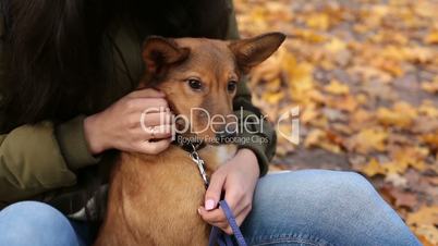 Woman caressing her cute dog gently in autumn park