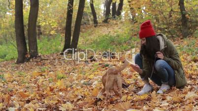 Little dog with owner playing in autumn park