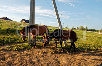 horses on a farm in Russia in the summer