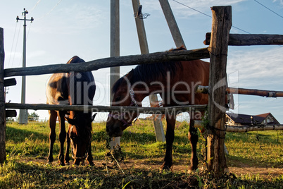 horses on a farm in Russia in the summer