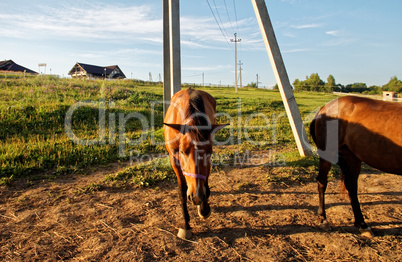 horses on a farm in Russia in the summer