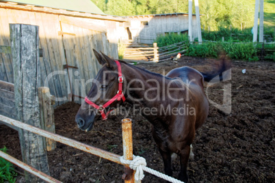 horses on a farm in Russia in the summer