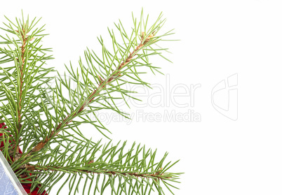 Christmas tree branch