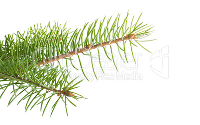 Christmas tree branch