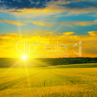 Wheat field and a delightful sun rise