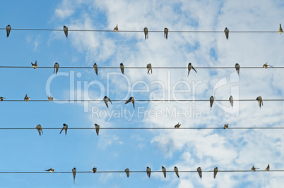 flock of swallows on blue sky