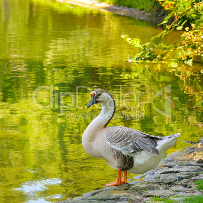gray goose on the lake
