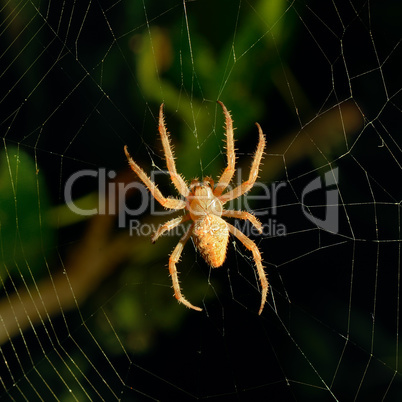 spider web background at night