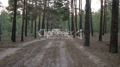 Rural dirt road among pine forest in summer