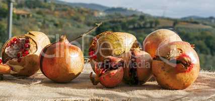 Pomegranate fruits in countryside