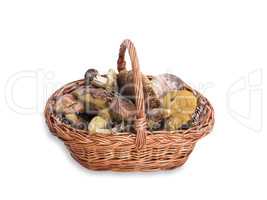 edible wild mushrooms in a brown wicker basket