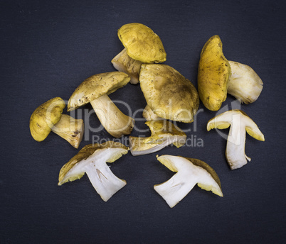 fresh forest mushrooms Tricholoma equestr
