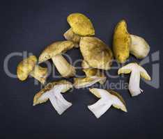 fresh forest mushrooms Tricholoma equestr