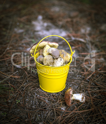 edible wild mushrooms in a yellow bucket
