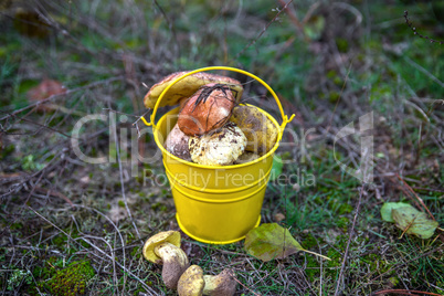 fresh wild mushrooms in a yellow bucket