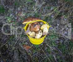 fresh edible wild mushrooms in a yellow bucket